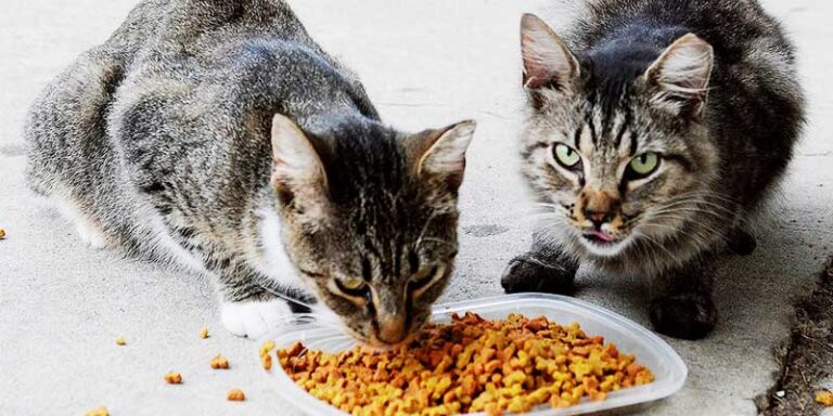 Makanan Terbaik untuk Kucing Luar Rumah: Pilihan Bijak Memastikan Kesihatan Optimum