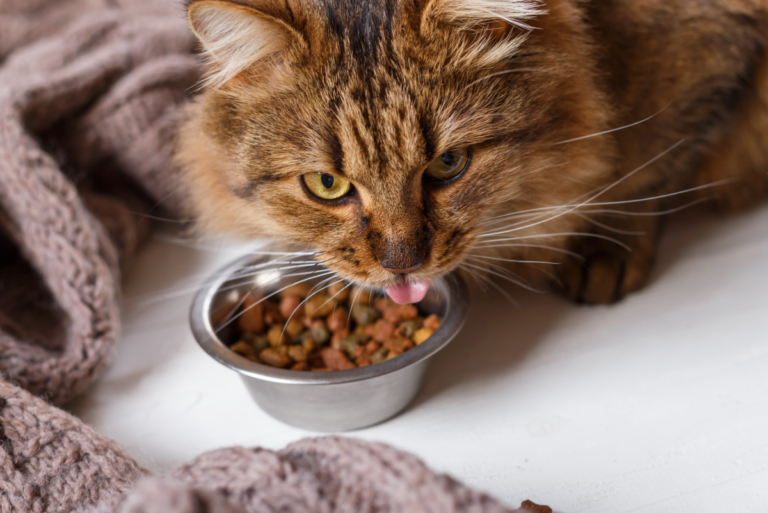 Makanan Kucing Buatan Sendiri untuk Pengurusan Berat Badan