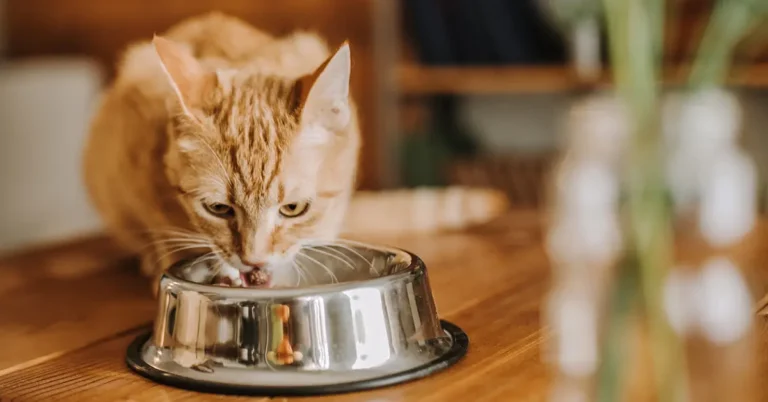 Makanan Kucing yang Eco-Friendly dan Mesra Alam: Kekal Bertanggungjawab Terhadap Haiwan Peliharaan dan Bumi Kita