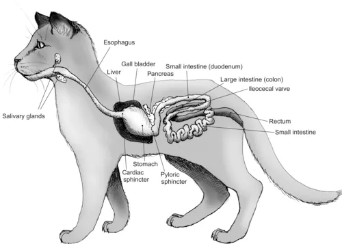 Digestive system in cats