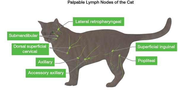 Lymphatic system of felines