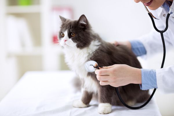 Coping with cat health problems