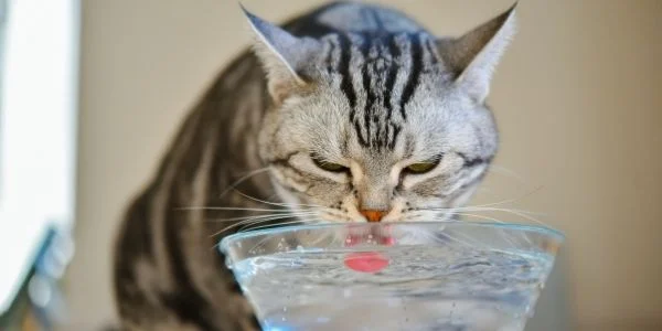 Hidrasi dalam Diet Kucing: Makanan Lembap vs Pengambilan Air