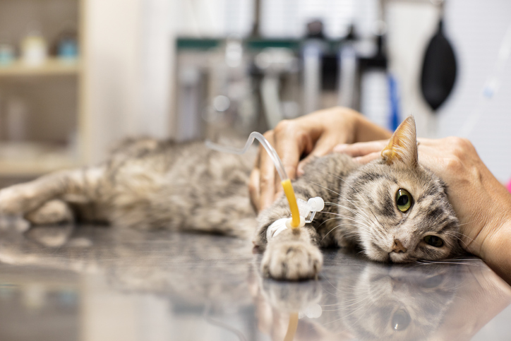 Cat ailments and conditions