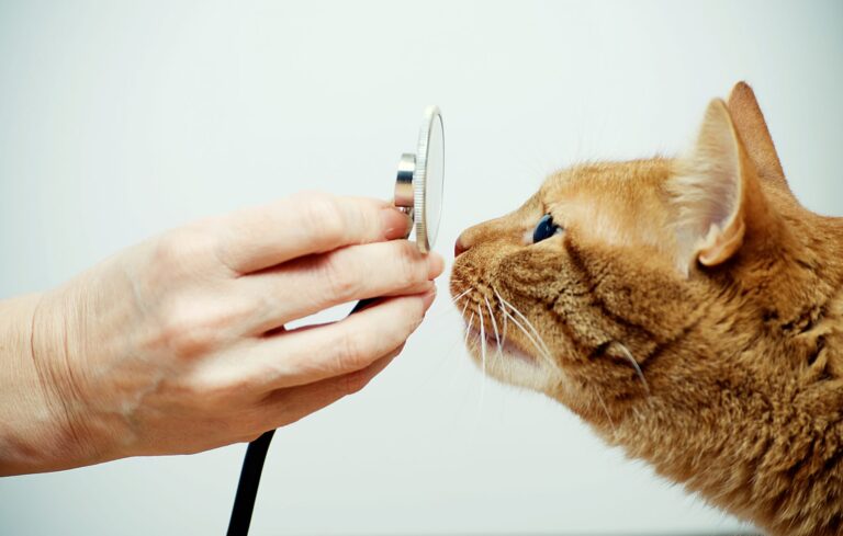 Tips for cat health