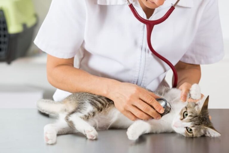 Safeguarding your cat’s health