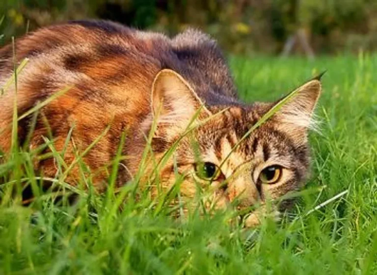 Cat Senses: Hearing, Vision, and Smell