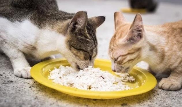 Bolehkah kucing makan nasi?