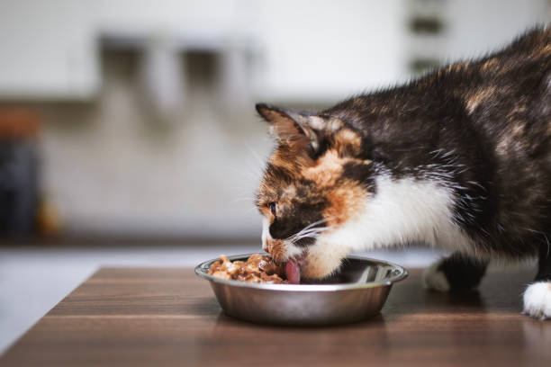 Makanan Kucing Buatan Sendiri Semulajadi dan Organik