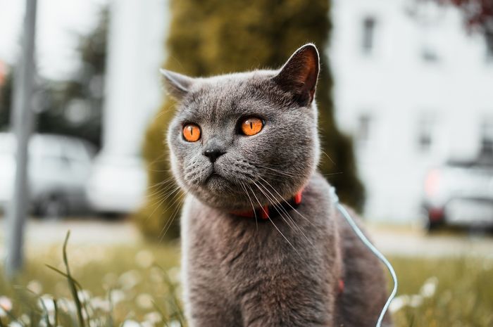 Makanan Kucing untuk Kesihatan Urin