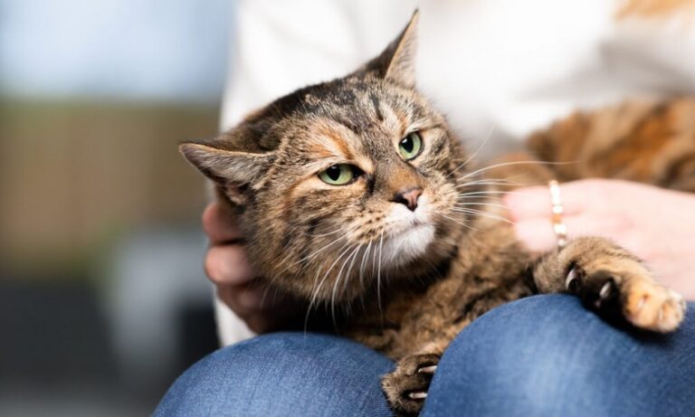 Memilih Makanan Terbaik untuk Kucing Tua: Panduan untuk Penjagaan Optimal Si Meow Senior