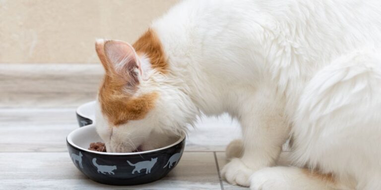 Pilihan Makanan Kucing dengan Bahan Terhad: Menuju Pemakanan yang Lebih Sihat Untuk Si Meow