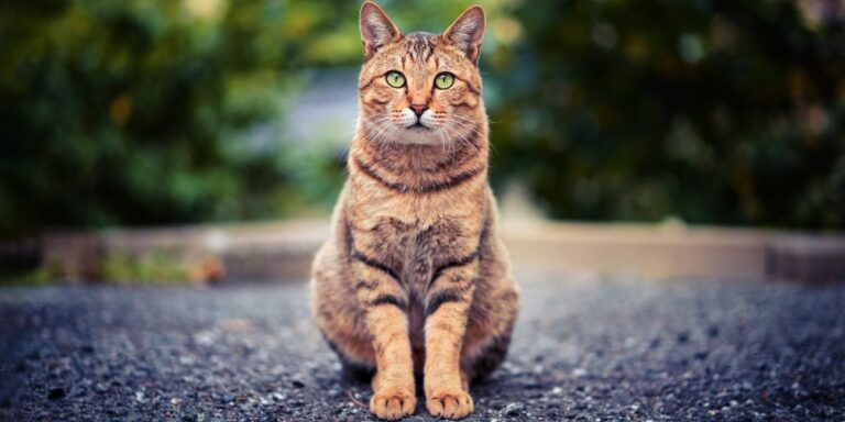 Indoor vs. Outdoor Cats: Pros and Cons