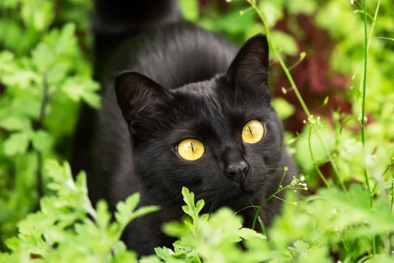 10 Baka Kucing Domestik Bersaiz Kecil: Comel dan Mudah Dijaga