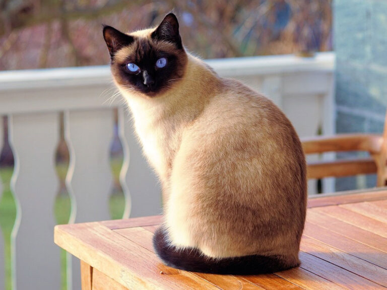 Siamese Cat: A Journey Through the World of the Exotic Charmer