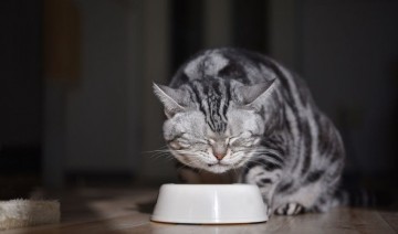 Makanan Kucing Premium: Panduan Kepada Pemakanan Sihat