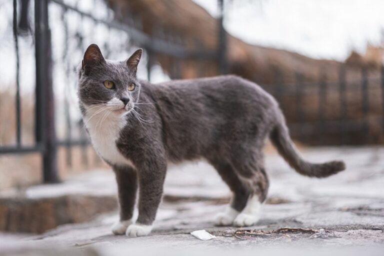 Kucing Brazilian Shorthair