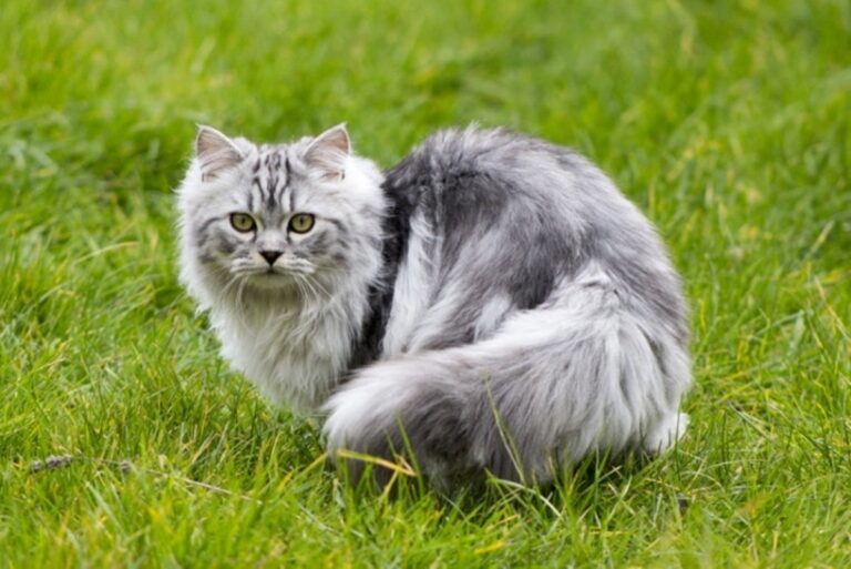 Penyelesaian bagi masalah kucing parsi yang mengalami rambut gugur